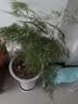 文竹盆景植物 室内绿色盆栽桌面观叶花卉绿植 大文竹5年苗【2盆】 不含盆 实拍图