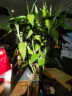 欧芽富贵竹水培植物转运开运竹花卉绿植盆栽室内花客厅水养节节高 富贵竹70-80厘米10棵 含选项里的花瓶 晒单实拍图