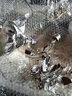 华畜保温灯猪用小鸡兽用养殖节能灯小猪仔猪加温取暖灯泡养殖设备 5个【宋1个发6个】加厚麻面 150w 实拍图