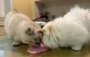 卫仕猫用A2亲和配方羊奶粉200g小猫宠物新生猫羊奶粉营养速补帮助成长宠物营养品猫咪羊奶粉 实拍图