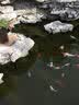 森森（SUNSUN）鱼池过滤器鱼缸过滤桶水池循环设备池塘过滤系统子公司格池 CPF适合30立方水过滤套餐【带水泵全套】 实拍图