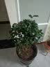 春枝韵盆栽茶花苗 四季常青香妃茶花盆栽花期带花苞 浓香型庭院室内花卉 五色茶花(强力推荐) 6年苗【独杆65cm冠幅优美】 实拍图