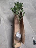 盆栽茶花苗 山茶花苗绿植花卉盆栽四季好养茶花树苗盆栽耐寒花卉观花植物室内花卉绿植开花不断 不含盆 克瑞墨 5年苗花苞多多 实拍图
