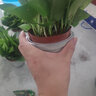 福尚来绿萝盆栽花卉植物室内吸除甲醛净化空气长藤垂吊兰大绿箩水培绿植 120#白色吸水10盆装+6肥 实拍图