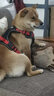 COCS狗胸背带中大型犬背心式牵引绳防冲爆拉布拉多金毛柴犬边牧遛狗绳 黑红狗胸背带1个-1.5米狗绳1根 L-(胸围54-71cm  建议28-45斤） 实拍图