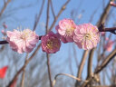 舒居无火香薰（三瓶装）室内卧室房间香氛香熏瓶厕所空气清新剂150ml 实拍图