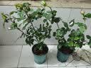 花大花月季花苗绿植嫁接四季好养欧月庭院阳台盆栽花卉好养活 彩云 月季小苗 不含盆 实拍图