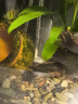 sobo松宝 鱼缸氧气泵 水族箱增氧泵 养鱼氧气泵  水族用品 双孔8W 【贈全套配件】 实拍图