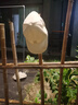 戴维贝拉（DAVE＆BELLA）男童帽子中大童棒球帽洋气女童遮阳帽宝宝鸭舌帽夏季新款童帽 杏色【现货】 50 ( 建议帽围约48-50cm) 实拍图