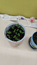 IAM City Farmer含羞草罐头 绿植花卉盆栽种子diy儿童种植小盆栽种植作业10065 实拍图