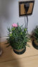 沭之美康乃馨盆栽庭院阳台室内观花植物绿植  康乃馨玫红色+0.5加仑盆 晒单实拍图