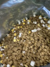麦顿狗粮通用 小中大型金毛拉布拉多萨摩秋田成犬幼犬通用狗粮 美鲜全价 幼犬 40斤 实拍图