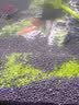 森渊（SENYUAN） 鱼缸前景草水草活体趴地爬地矮珍珠挖耳牛毛毡迷你矮天湖葵 迷你矮8*13cm一盒 实拍图