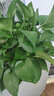 九千谷绿萝盆栽除甲醛绿植花卉办公室桌面花草植物盆景2盆源头直发 实拍图