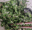 丰众食品冷冻野荠菜馅5斤装冰鲜包装新鲜漂烫速冻保鲜馄饨饺包春卷馅  2.5kg 实拍图