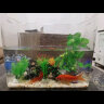 茨格曼 金鱼缸小型桌面缸PET塑料鱼缸裸缸家用斗鱼生态缸办公室小鱼缸 特大号-裸缸带盖（40*26.5*29.5） 晒单实拍图