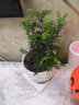 祺典花卉植物室内花办公桌面净化空气水培小绿植好养易活驱蚊盆栽 【懒人款】富贵竹+透明懒人盆 带盆栽好 实拍图