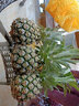 粤品广东湛江徐闻香水菠萝海南新鲜金钻凤梨装云南小菠萝水果 5斤中果 实拍图