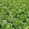 寿禾大白菜种子大全老品种秋播四季农科院娃娃菜山东蔬菜播天津青籽 [老包装]义和秋白菜种子10g 2袋 实拍图