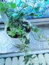 曼杉园（manshanyuan）常春藤垂吊植物盆栽花卉金边装修房室内阳台绿植四季常青多年生 金边常春藤一盆10颗左右 不含盆 实拍图