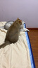 佰萃麦富迪同源猫湿粮 猫零食成猫幼猫罐头 营养慕斯罐头 鸡肉口味(375g×12罐) 实拍图