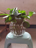 宝兰晶 玻璃水培瓶容器铜钱草植物绿萝花瓶透明客厅插花球摆件小田园风艺术 树叶肚径10cm(小)无植物 实拍图