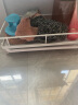 雅美姬（YAMEIJI）抹布架厨房沥水架免打孔可台面壁挂海绵毛巾厨房用品收纳置物架子 凝光白-（带挂钩+沥水盘） 实拍图