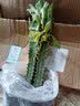 龙骨植物花卉盆栽 三角霸王鞭紫 青色龙骨仙人多肉吸甲醛 青龙骨3-5分叉 不含盆 实拍图