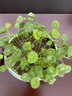 鑫干和铜钱草水培盆栽室内室外花卉金钱草绿植吸绿植花草植物 铜钱草【一盆含盆约300株】带叶 实拍图