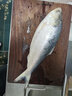 鹿凌青新鲜东海大鲥鱼 特大号1.8-2斤/条 无需刮鳞 海鲜水产海鱼鱼类 实拍图
