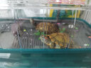 茨格曼生态乌龟缸饲养箱家用养龟专用箱养龟盆塑料乌龟缸养殖箱冬眠箱子 绿色 大号三层全套装 实拍图