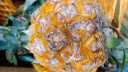 鲁禧香水菠萝  新鲜凤梨 热带水果孕妇水果时令生鲜 新鲜采摘产地直发 【优选3-4装】4.5-5斤 实拍图