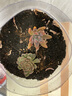 亿昂多肉植物/肉肉植物组合盆栽绿植花卉肉肉室内阳台 秋丽+彩色盆+土 含盆 实拍图