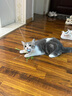 hoopet猫玩具引力激光逗猫棒自嗨可伸缩长杆流苏丝带仙女棒逗猫羽毛替换头红点笔猫咪用品 激光款（蓝）+仙女棒3件套 实拍图