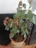 花大花月季花苗绿植嫁接四季好养欧月庭院阳台盆栽花卉好养活 彩云 月季小苗 不含盆 实拍图
