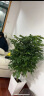 叹为观止大型植物发财树各种大颗盆栽开业乔迁客厅办公室内好养大型花卉 幸福树【1.2-.1.4米】 含盆 实拍图