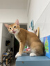 【顺丰速运冰邮】科妙优猫咪疫苗猫三联宠物预防猫鼻支猫瘟狂犬成幼猫一套自打套餐 猫三联3支+福犬狂犬1支+内驱1粒【防伪可查】 实拍图