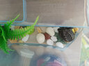 宠尚天 乌龟缸带晒台小乌龟活物活体巴西龟宠物龟带龟缸多规格龟盆 小号蓝色 +大礼包+龟 实拍图