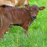 和豫犊牛奶粉犊牛代乳粉喂小牛喝的小牛犊专用牛用兽用动物牛羊 4包犊牛奶粉（共20斤） 晒单实拍图