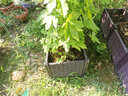 田田绿加深蔬菜种植箱特大阳台种菜盆花盆天台屋顶菜园种菜种花盆长方形 深3联长120宽40高37 加深款 实拍图