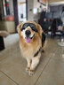 wakytu狗狗胸背带大中小型犬病犬助行双肩背狗夏季透气防挣脱便携用品 黑色横背款【4XL码适用60-80斤】 实拍图