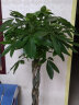 墨一散尾葵盆栽大型绿植花卉室内客厅办公室大盆 散尾葵1.5-1.7m含盆 实拍图
