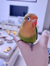 豪蚨雏鸟鹦鹉活体幼鸟手养鸟说话鸟半毛虎皮牡丹玄风鸟小太阳雏鸟豪蚨 爱情鸟雏鸟1只 实拍图