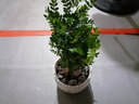 清香胡椒木绿植5年大苗四季长青会发出清香的植物清香木防蚊虫驱蚊草花卉室内客厅办公室桌面绿植不含盆 三年苗 实拍图