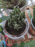 24款迷你仙人球仙人掌盆栽办公室绿植 龙王角/株 6-9cm 不含盆 实拍图
