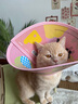 KimPets宠物伊丽莎白圈猫咪防舔头套狗狗防抓挠防咬项圈脖圈绝育驱虫用品 【防水防挣脱】幸运多巴胺 L(颈围31-37cm 适合13-26斤宠物) 实拍图