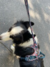 TRUELOVE狗狗牵引绳背心式遛狗链子小型犬胸背带泰迪金毛宠物用品法斗柯基 碎花青（不含牵引绳） L胸围69-81cm建议18kg-30kg 实拍图