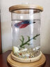 涵瑶伊笑桌面生态瓶创意办公室钢化玻璃微景缸旋转卧室鱼缸斗鱼缸迷你小型 圆旋转缸（水草带灯） 实拍图