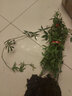 欧月古兰 木香花苗七里香盆栽爬藤植物浓香甜蜜红木香四季开花庭院花卉 黄木香1-1.3米高 不含盆 实拍图