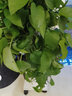 九千谷长藤绿萝除甲醛大叶绿萝盆栽植物爬藤绿植花卉2盆装源头直发 实拍图